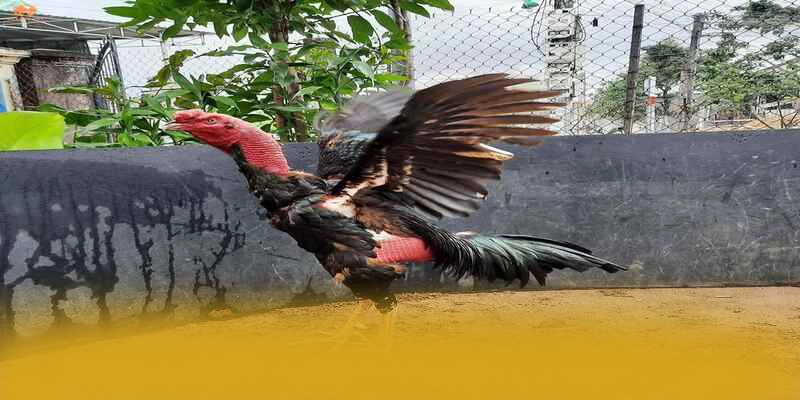 Phản hồi từ thành viên đã trải nghiệm về BET88 Phản hồi từ thành viên đã trải nghiệm về BET88